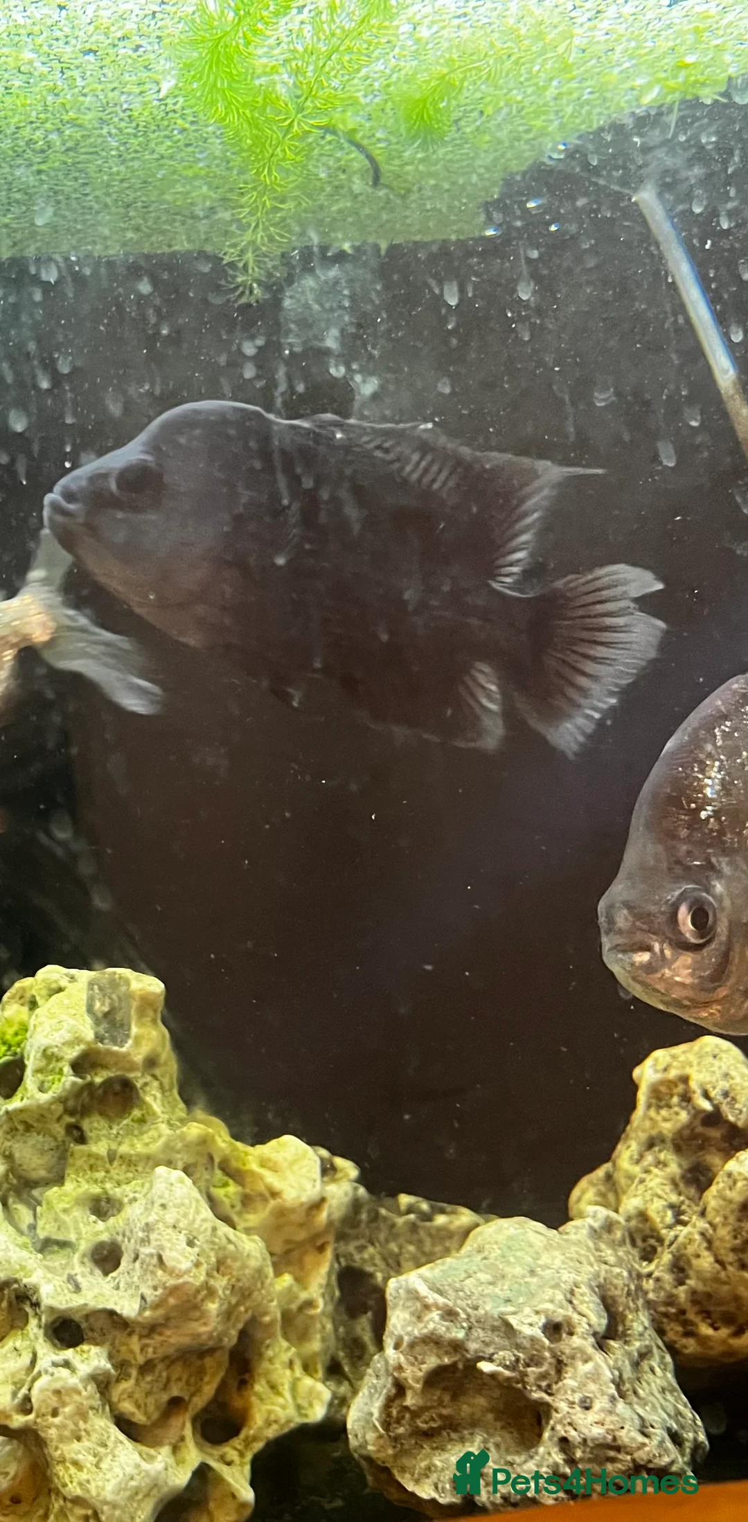 Other/Mixed Breed fish for sale: Jaguar Cichlid, Parrot fish, silver dollars - Advert 6