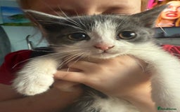 Domestic Shorthair cats for sale: 2 grey and white twin kittens  - Image 4