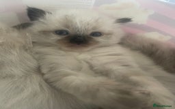 Ragdoll cats for sale: Beautiful Ragdoll kittens  - Image 5