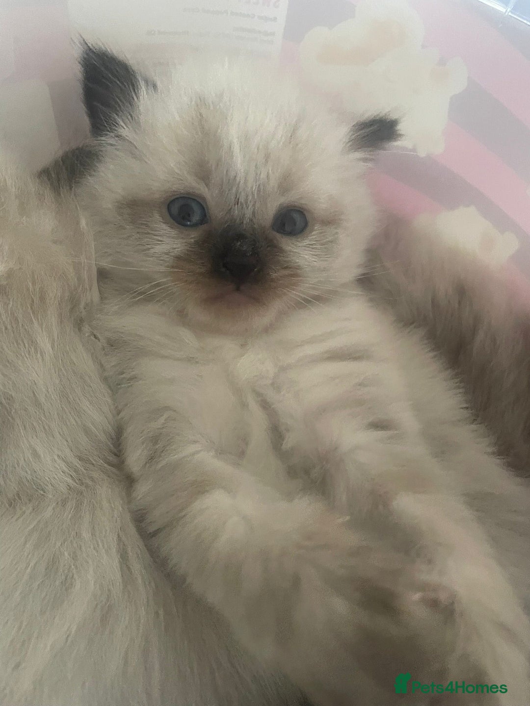 Ragdoll cats for sale: Beautiful Ragdoll kittens  - Image 5