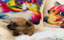 Chihuahua dogs for sale: Stunning Little Short Coat Chihuahuas - Image 3