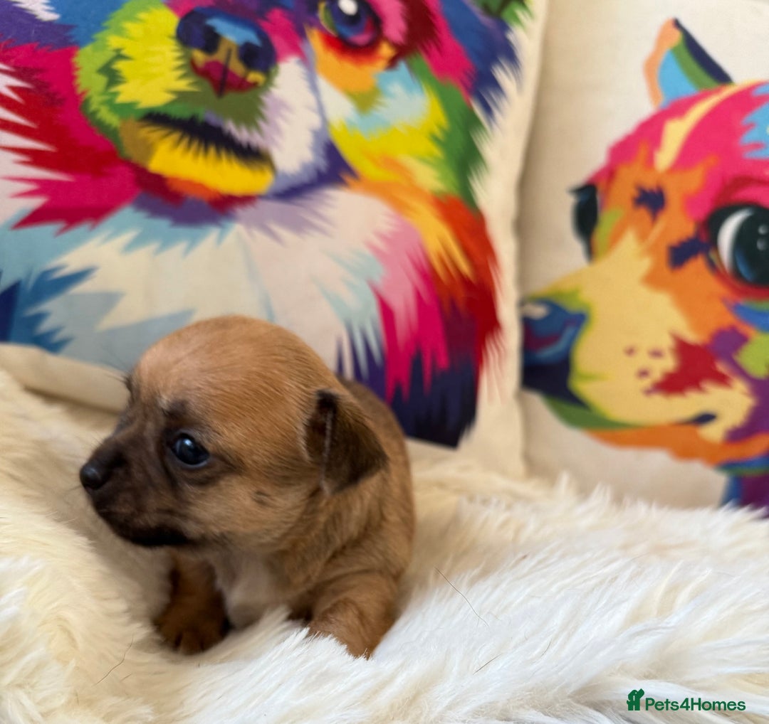Chihuahua dogs for sale: Stunning Little Short Coat Chihuahuas - Image 3