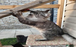 Maine Coon cats for sale: Pedigree  queen Maine coon active - Image 4