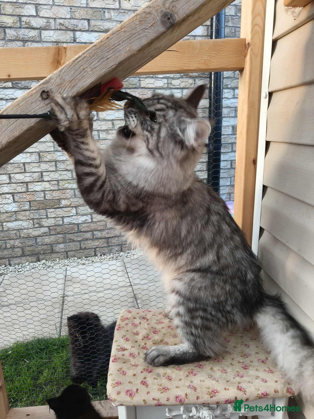 Maine Coon cats for sale: Pedigree  queen Maine coon active - Image 4