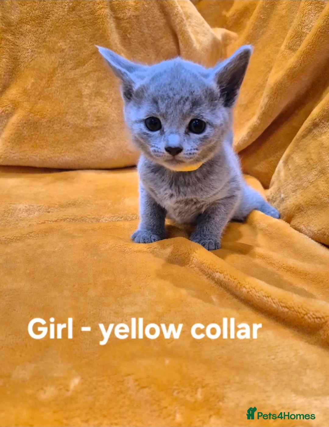 Russian Blue cats for sale: 5 girls and 2 boys Russian Blue - Advert 16