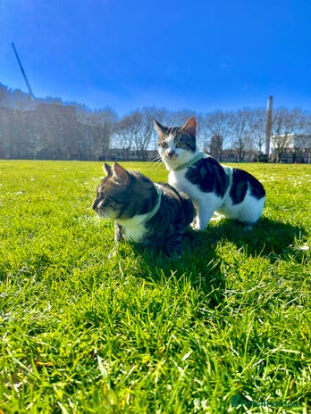 American Shorthair cats - Advert 1