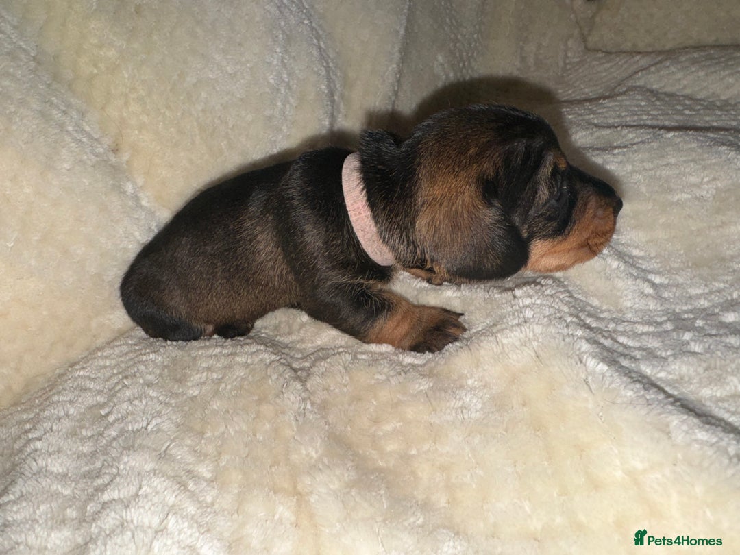 Miniature Dachshund dogs for sale: Adorable Miniature Wired haired Dachshund puppies - Advert 13