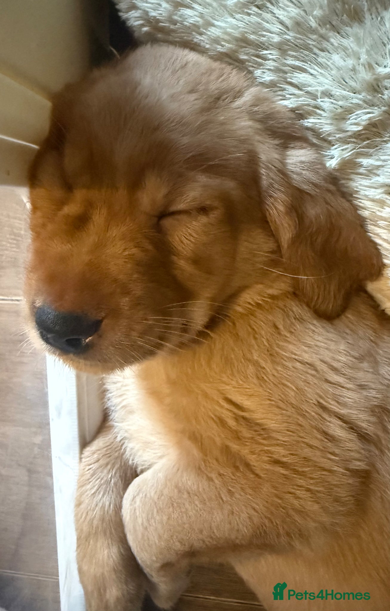 Labrador Retriever dogs Fox red and yellow/white Labrador pups - Advert 2