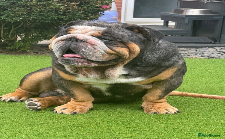 English Bulldog dogs in Derby - Advert 2