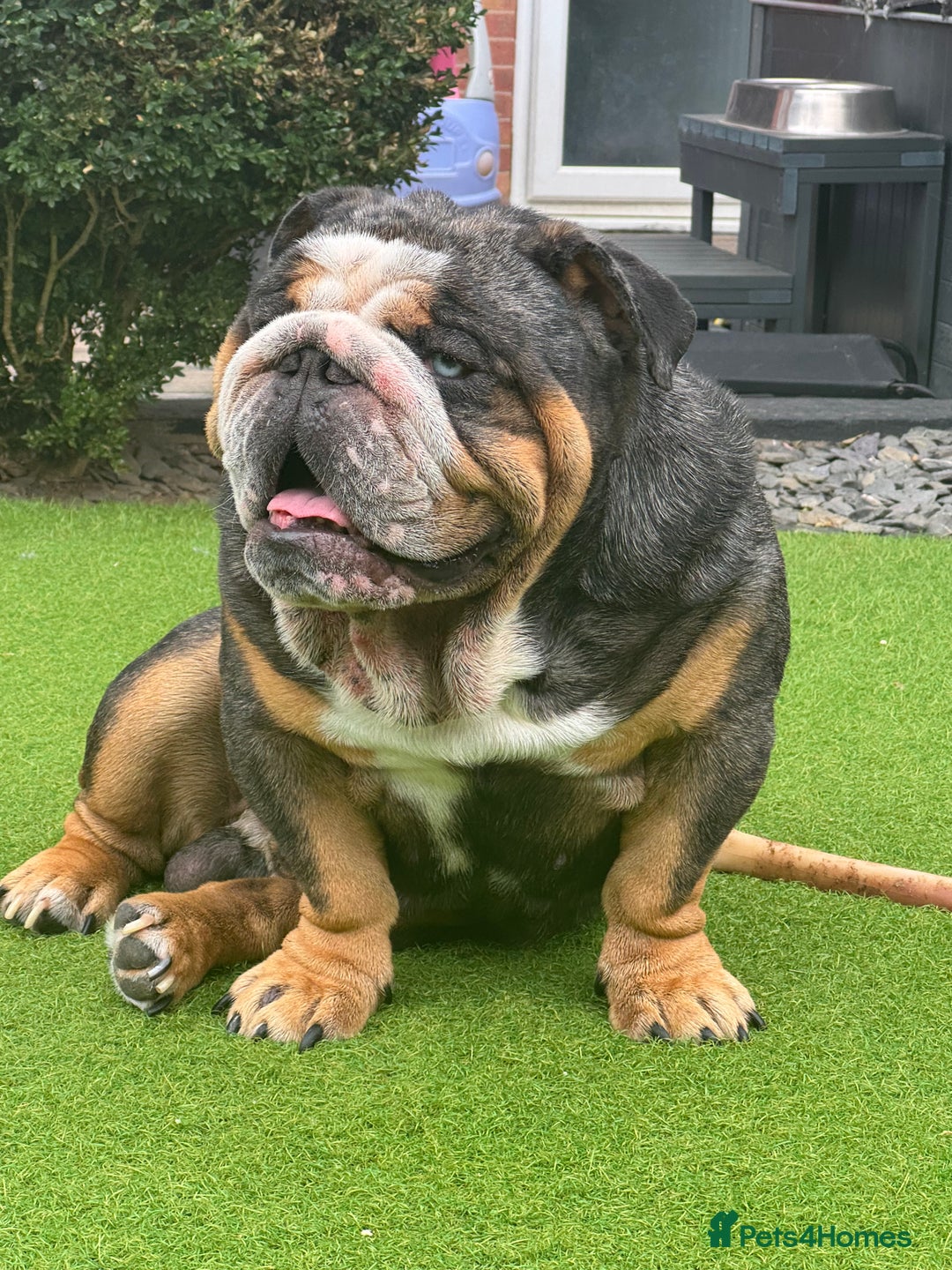 English Bulldog dogs for stud: Black Friday deal!!! in Derby - Advert 2