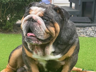 English Bulldog dogs in Derby - Advert 21