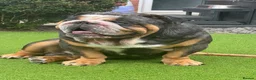 English Bulldog dogs for stud: Black Merle tri stud. in Derby - Advert 2