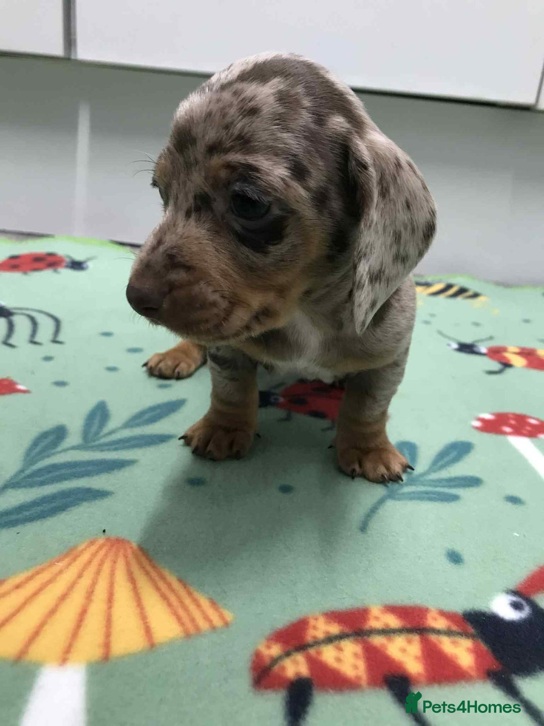 Dachshund dogs for sale: MINATURE DASHUNDS 3 boys  - Advert 6