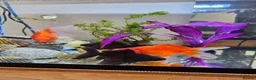 Goldfish fish for sale: 4 Happy Goldfish & Complete Setup in Fleet - Advert 2