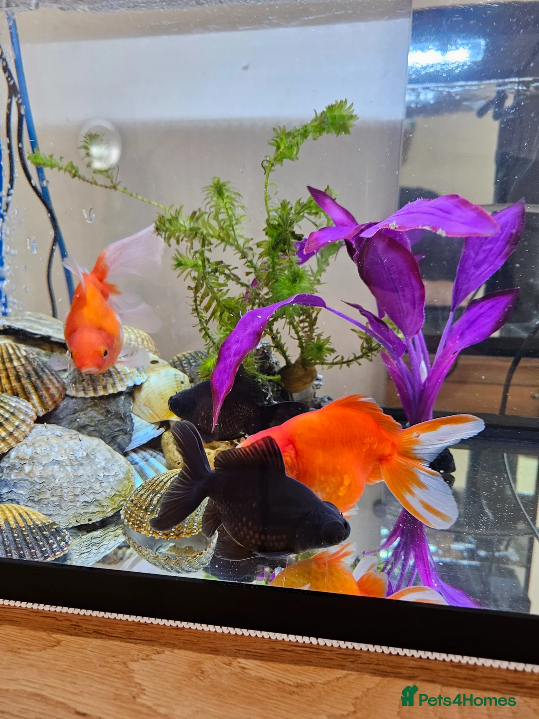 Goldfish fish for sale: 4 Happy Goldfish & Complete Setup in Fleet - Advert 2