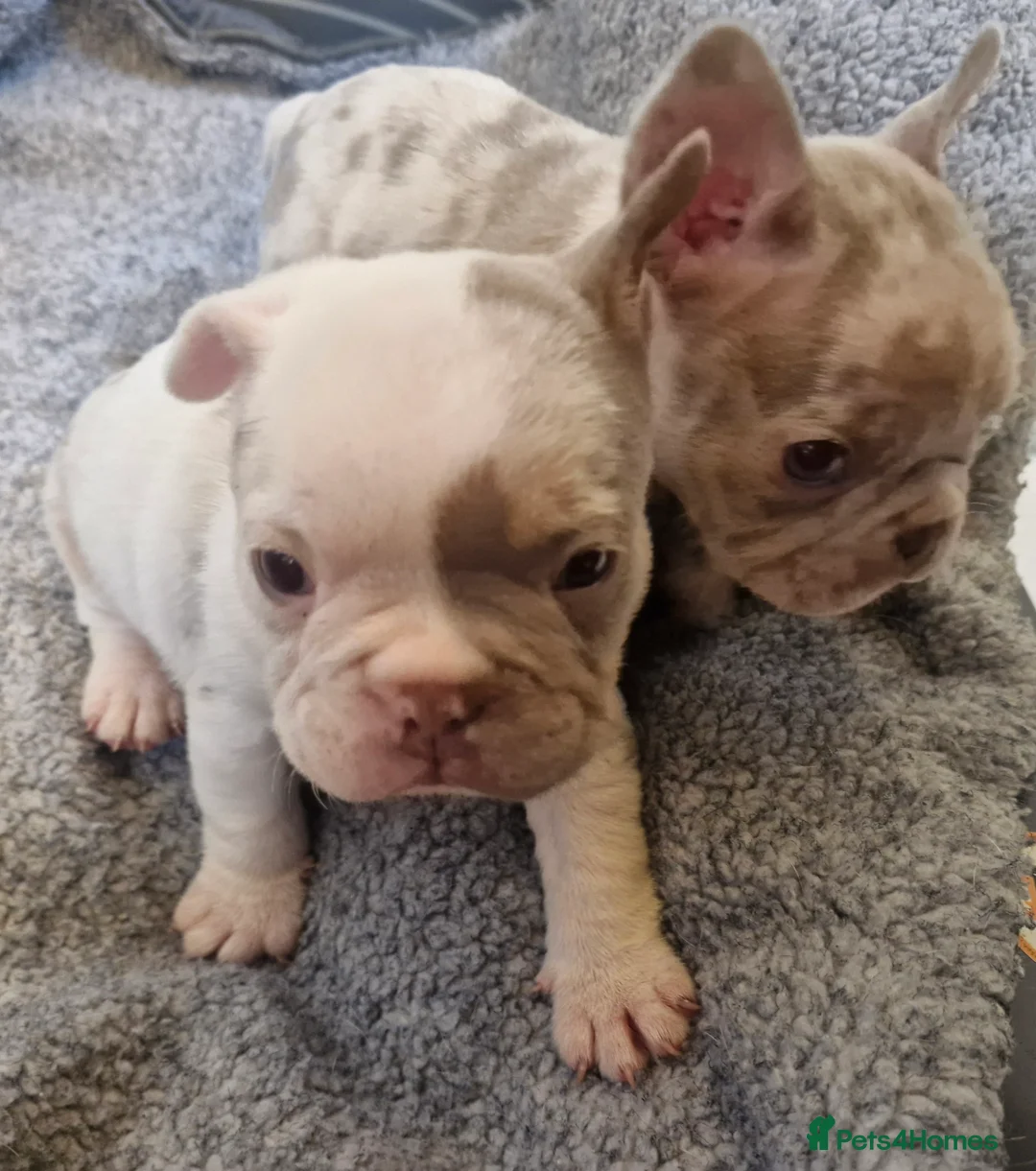 French Bulldog dogs for sale: Stunning dwkc merle french bulldogs  - Advert 7