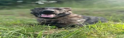 German Shepherd dogs for sale: Czech Working Line Gsd Female, KC Reg, BH-VT title - Advert 7