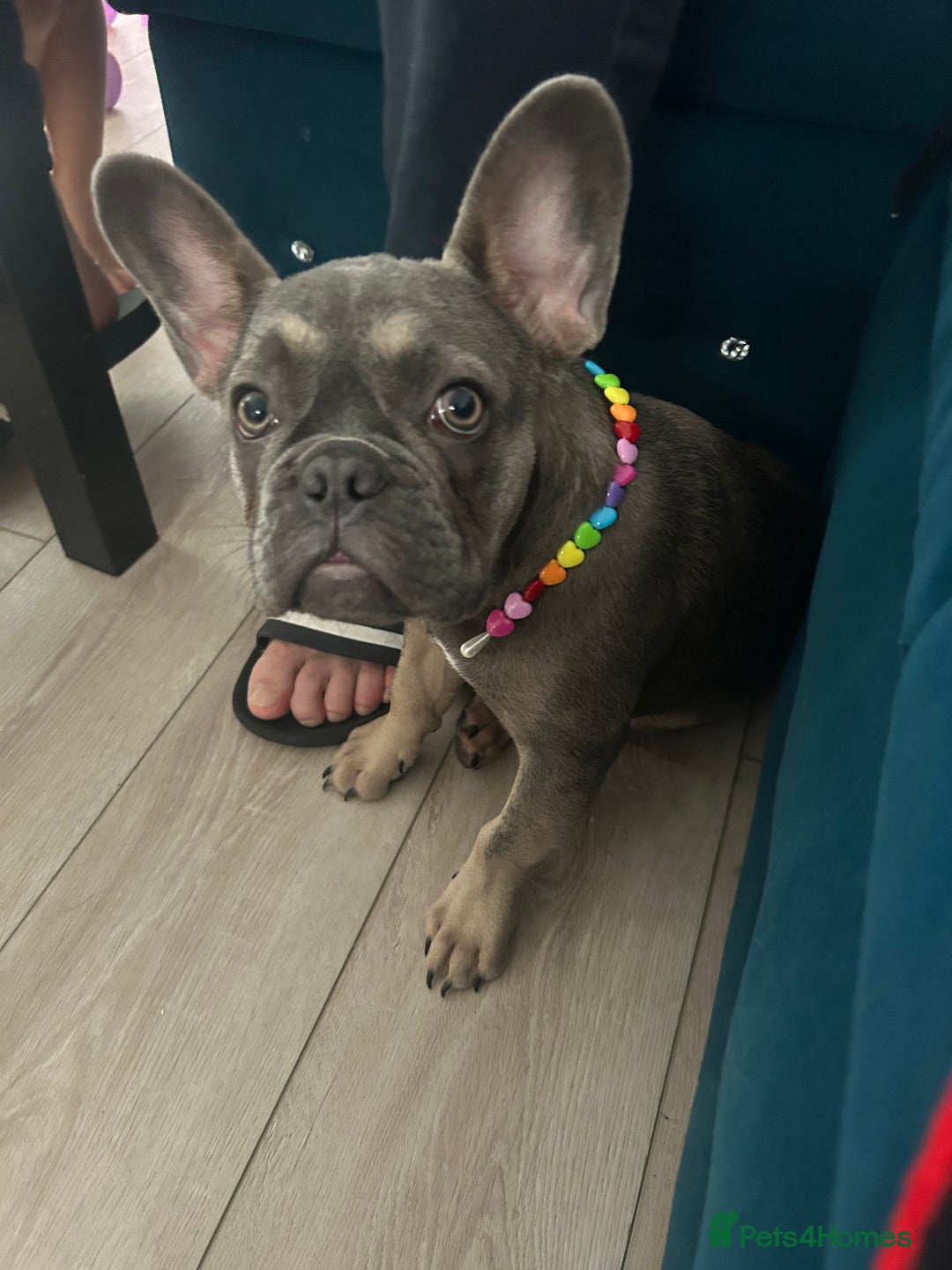 French Bulldog dogs for sale: Bulldog French Blue - Image 5