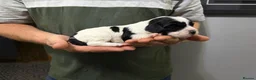 Cockalier dogs for sale: Adorable Cocker Spaniel × Cavalier King Charles  in Diss - Advert 3