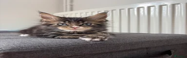 Maine Coon 2