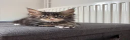 Maine Coon cats for sale: TICA Registered Maine Coon Kittens. Reserve please - Advert 12