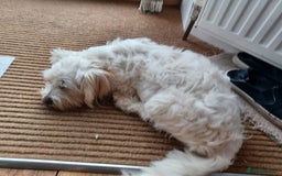 Mixed Breed dogs for adoption: Madalina  - Image 3