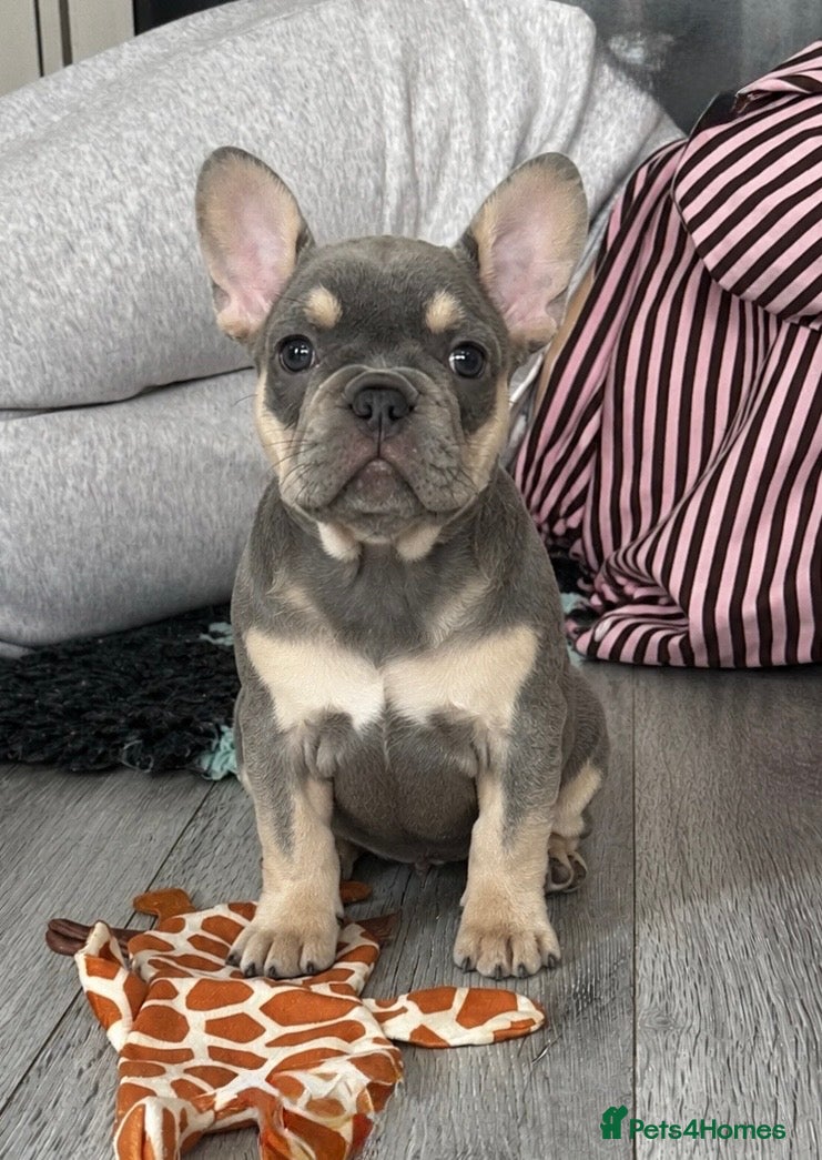 French Bulldog dogs for sale: Last Girl Remaining 🐶  KC Registered ! - Advert 7