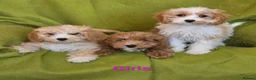 Cavapoo dogs for sale: Beautiful Cavapoo Puppies  - Advert 4
