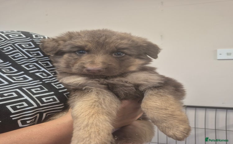 German Shepherd dogs ONLY 3 LEFT Beautiful German Shepherd kc reg pups - Advert 2