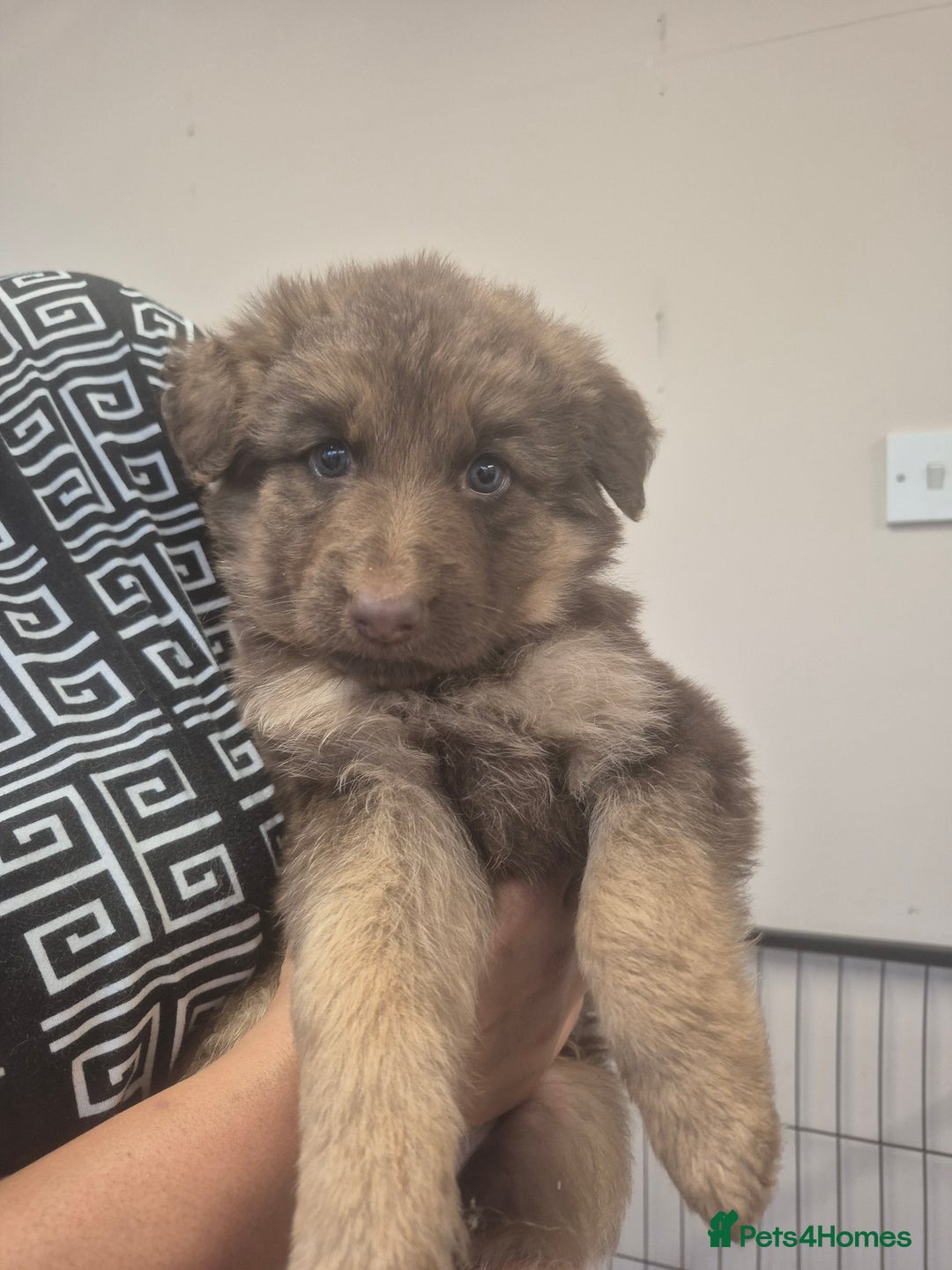 German Shepherd dogs for sale: READY TO leave 1 left German Shepherd kc reg pups - Advert 8