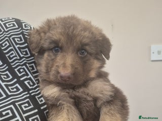 German Shepherd dogs READY TO GO 3 LEFT German Shepherd kc reg pups - Advert 6