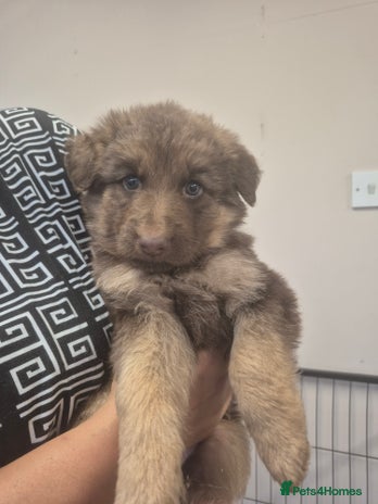 German Shepherd dogs ONLY 3 LEFT Beautiful German Shepherd kc reg pups - Advert 2