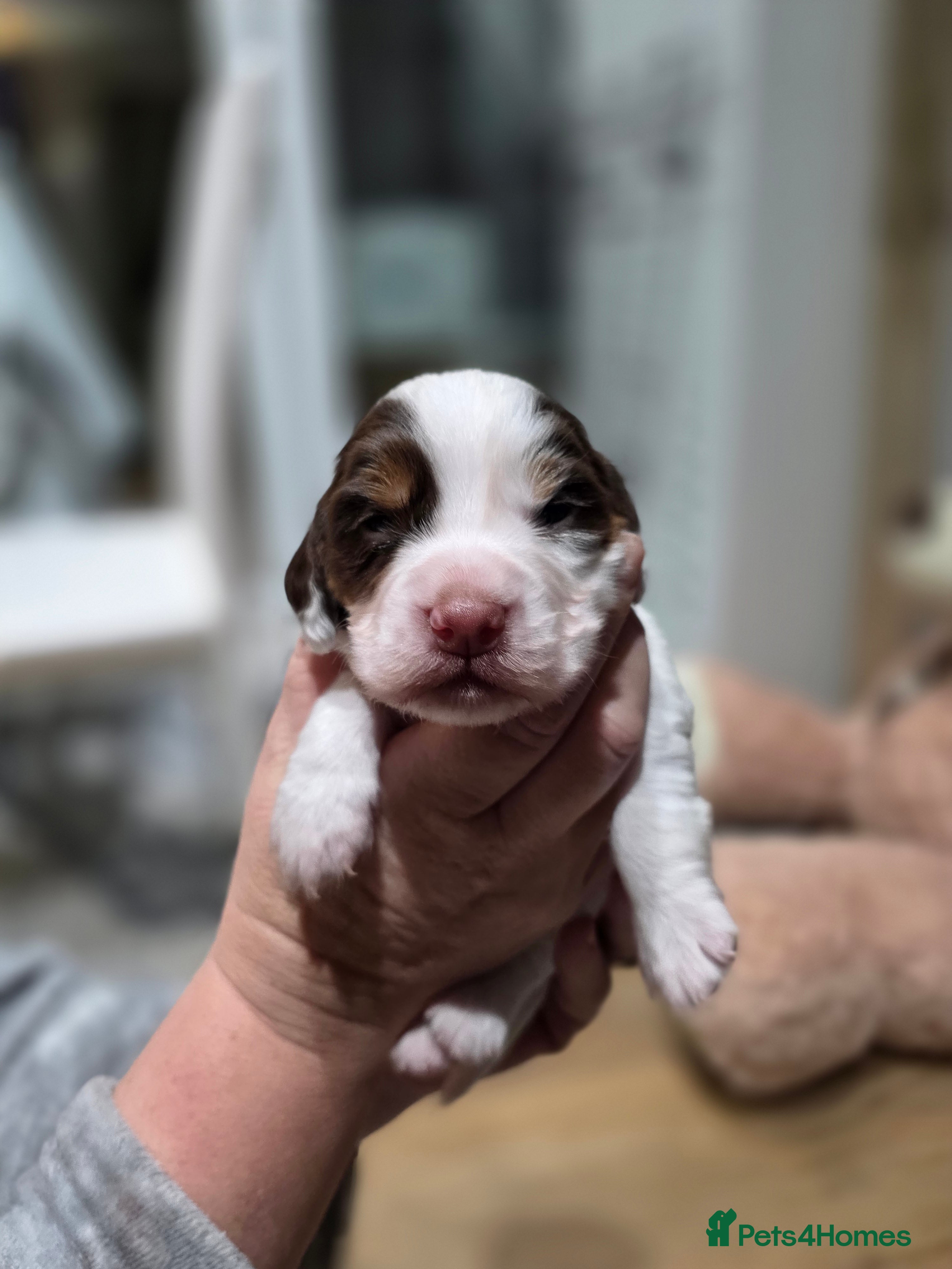 Cocker Spaniel dogs Beautiful cocker spaniel puppies - Advert 1