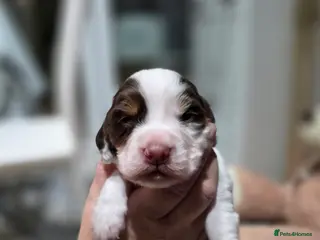 Cocker Spaniel dogs Beautiful cocker spaniel puppies - Advert 1