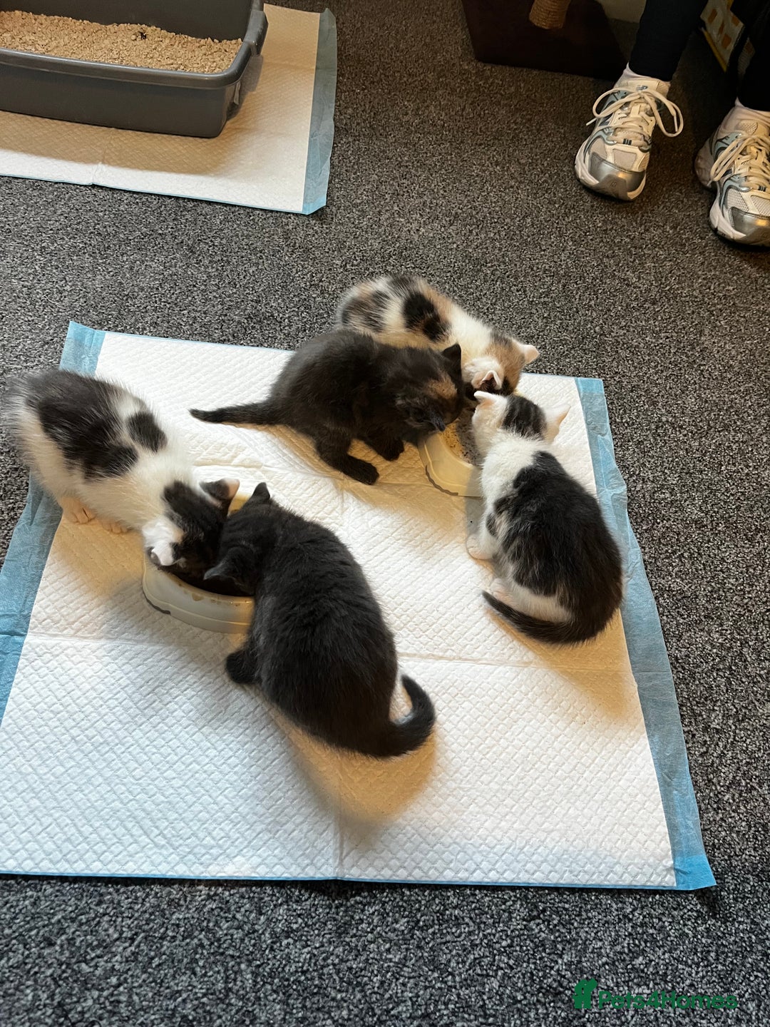 Ragdoll cats for sale: Calico kittens  - Image 9