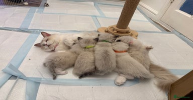 Ragdoll cats - Advert 7
