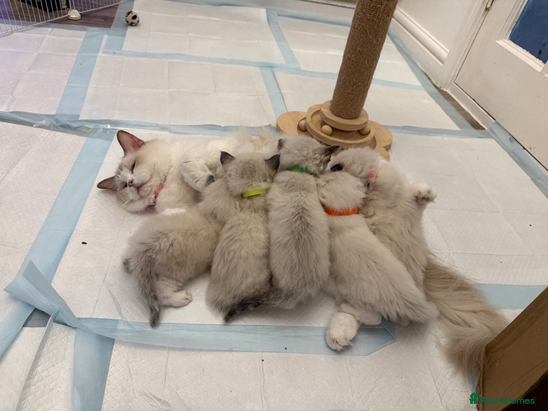 Ragdoll cats for sale: Ragdolls kittens 2 girls & 3 boys  - Image 2