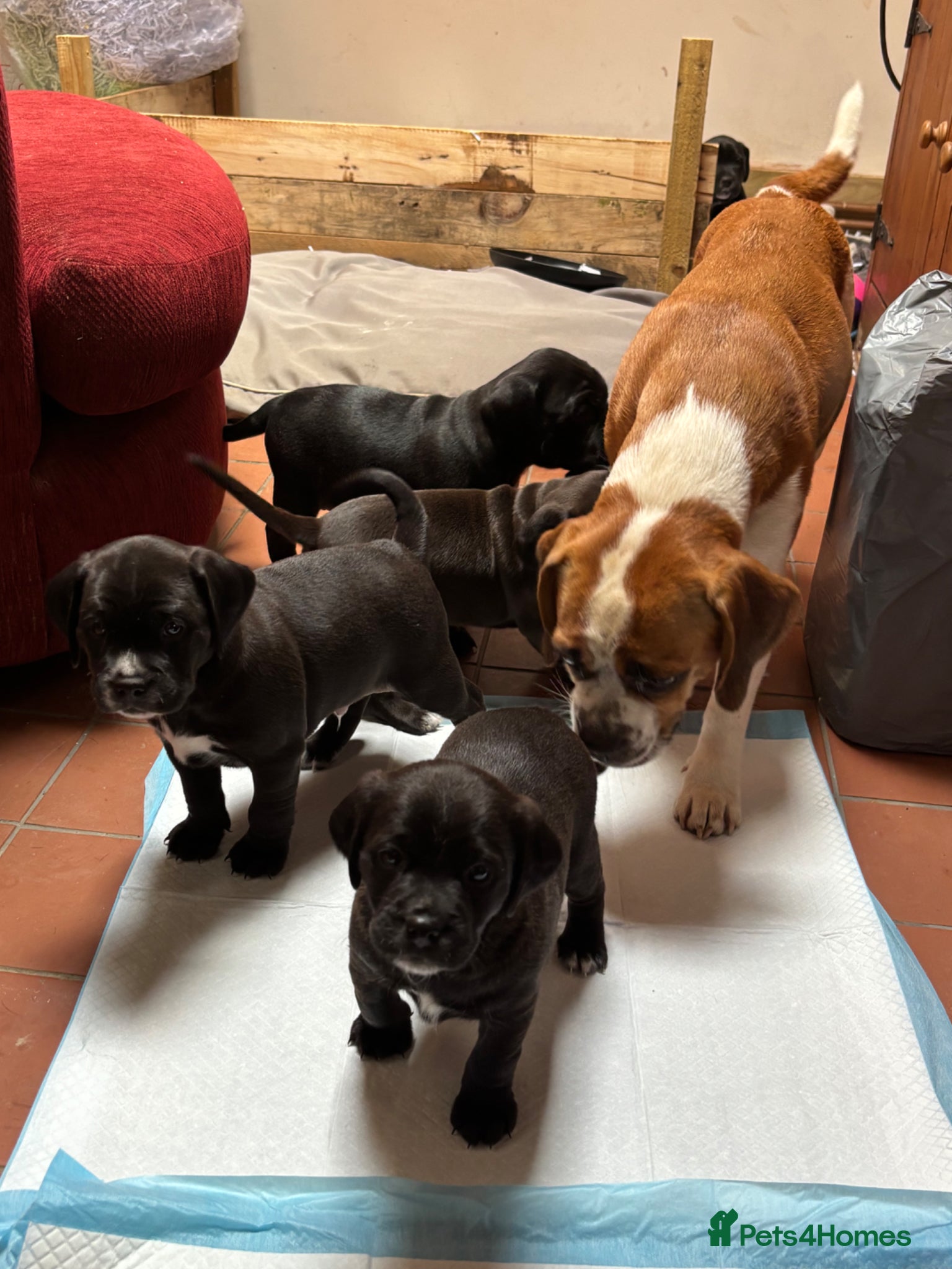 Mixed Breed dogs Adorable Puggle x patterdale - Advert 4
