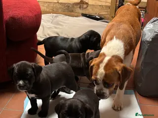 Mixed Breed dogs Adorable Puggle x patterdale - Advert 4