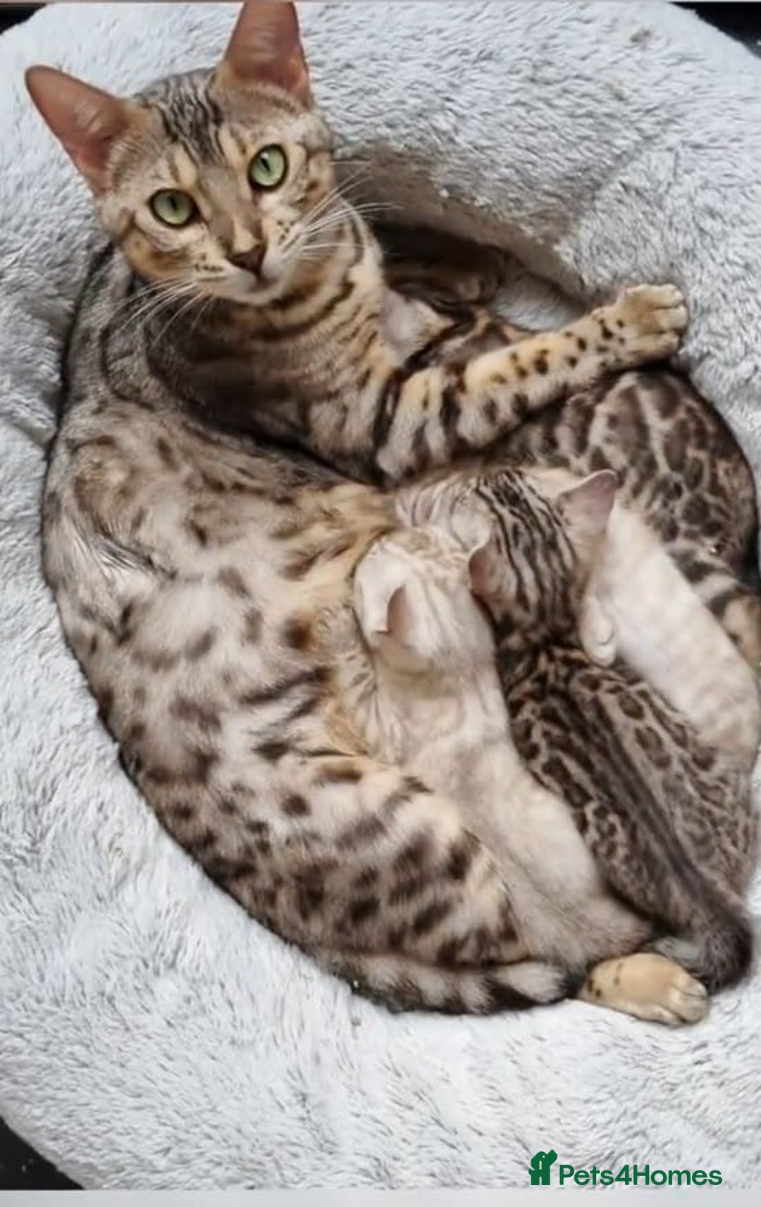 Bengal cats for sale: Beautiful TICA Registered Bengal Kittens - Advert 2
