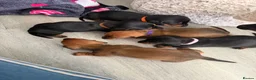 Dachshund dogs for sale: Outstanding champion bred standard smooth pups  - Advert 11
