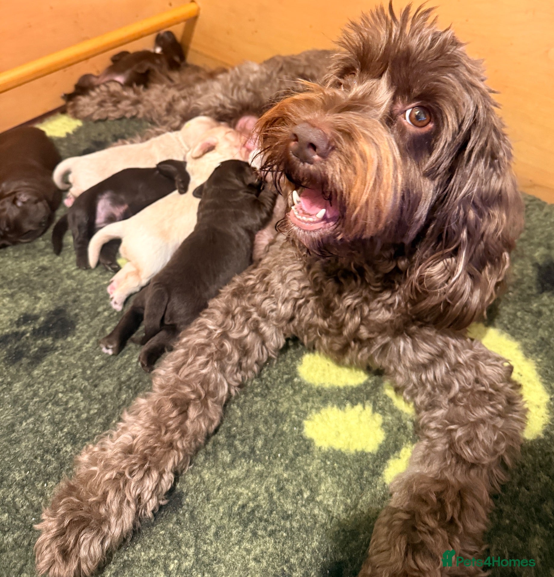Australian Labradoodle dogs     🐾 Adorable Australian Labradoodle Puppies  - Advert 1