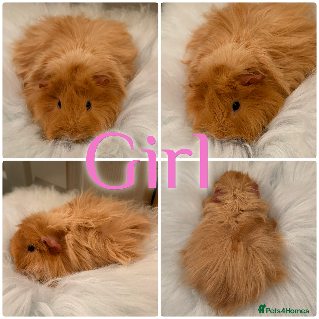 Guinea Pig rodents for sale: Baby Guinea Pig For Sale Lunkarya/Sheltie Mix - Advert 5
