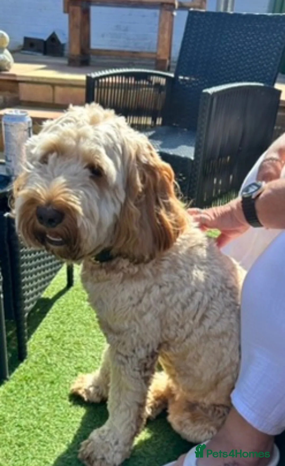 Cockapoo dogs for sale: Toby the cockapoo  in Cranleigh - Advert 3