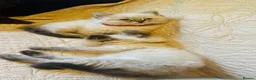 Ragdoll cats for sale: Pure Ragdoll Seal/blue point Lynx kittens - Advert 15