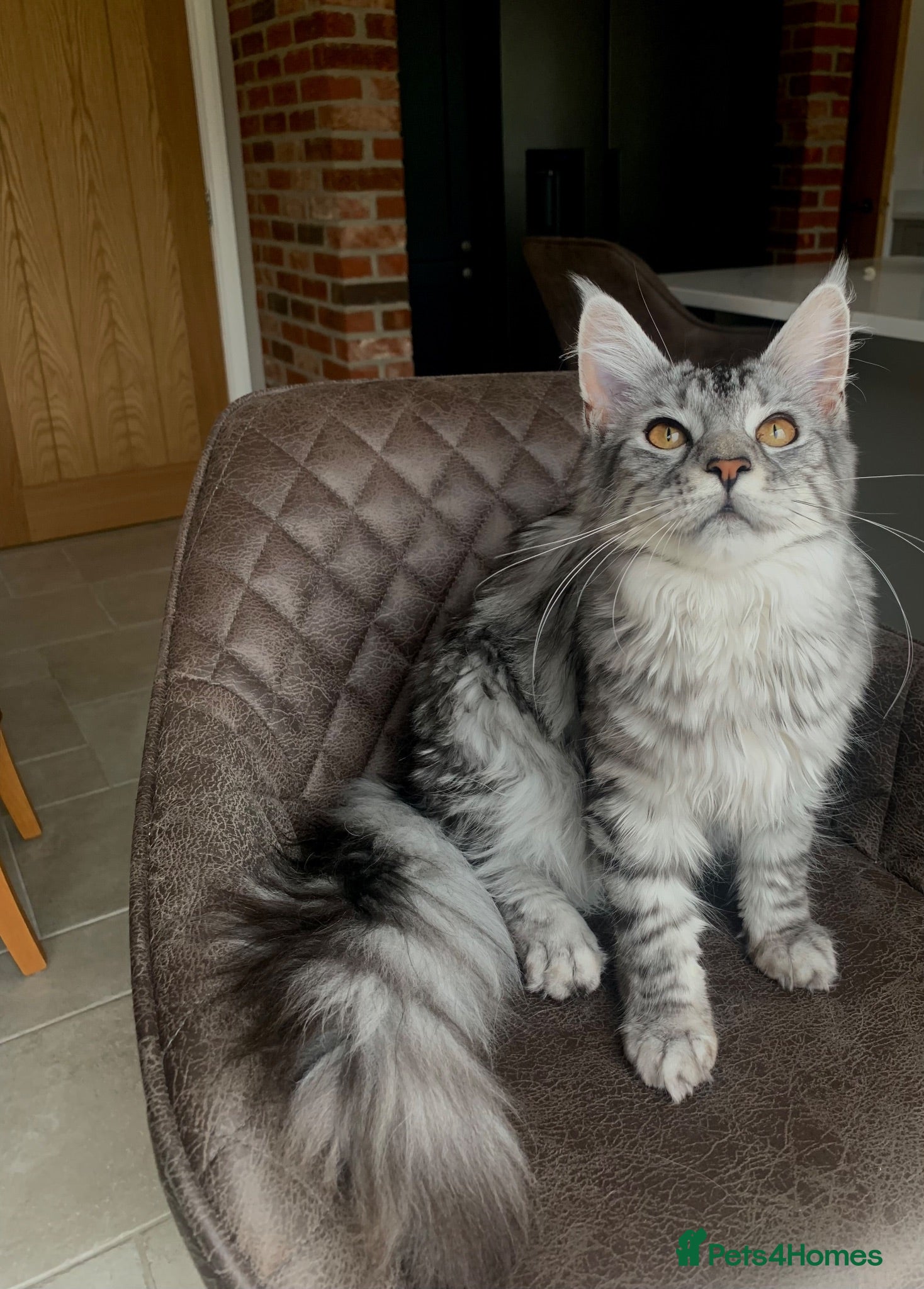 Maine Coon cats Ready Now - TICA Maine Coons  - Advert 2
