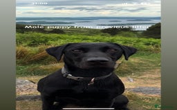 Labrador Retriever dogs for stud: 🌟 Kennel Club Registered Proven Labrador Stud 🌟 in Dundee - Image 23