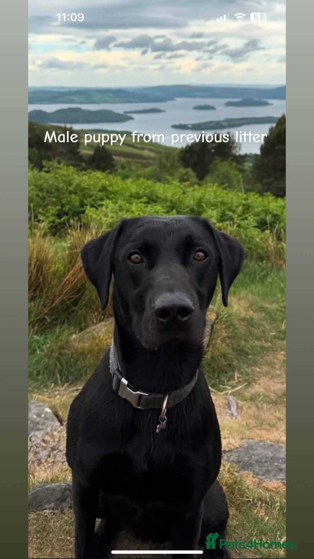 Labrador Retriever dogs for stud: 🌟 Kennel Club Registered Proven Labrador Stud 🌟 in Dundee - Advert 23