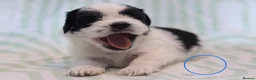Shih Tzu dogs for sale: Shih Tzu puppies for sale  - Advert 6