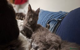 Maine Coon cats for sale: Pedigree mainecoon kittens in Newark - Image 14
